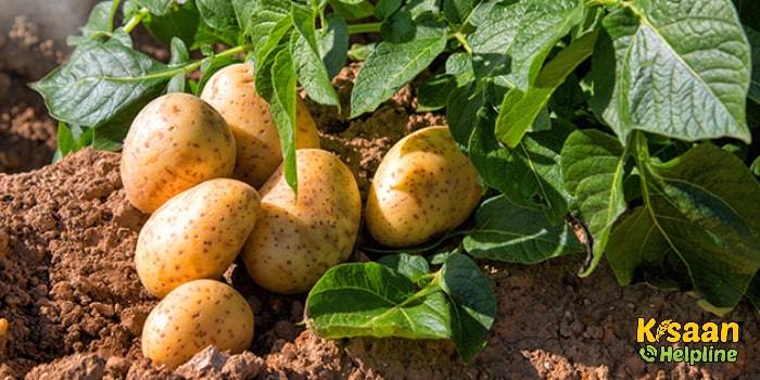 जानिए आलू की फसल में लगने वाला हानिकारक रोग तना ऊतक क्षय रोग की पहचान और रोकथाम के बारे में